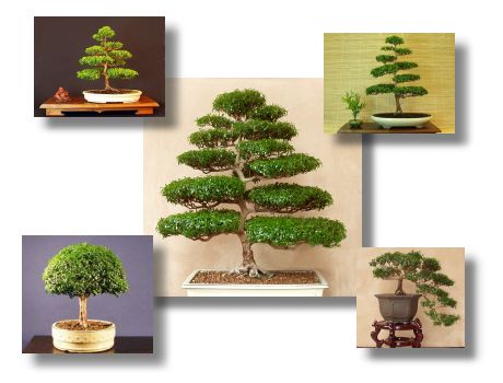 Bonsai