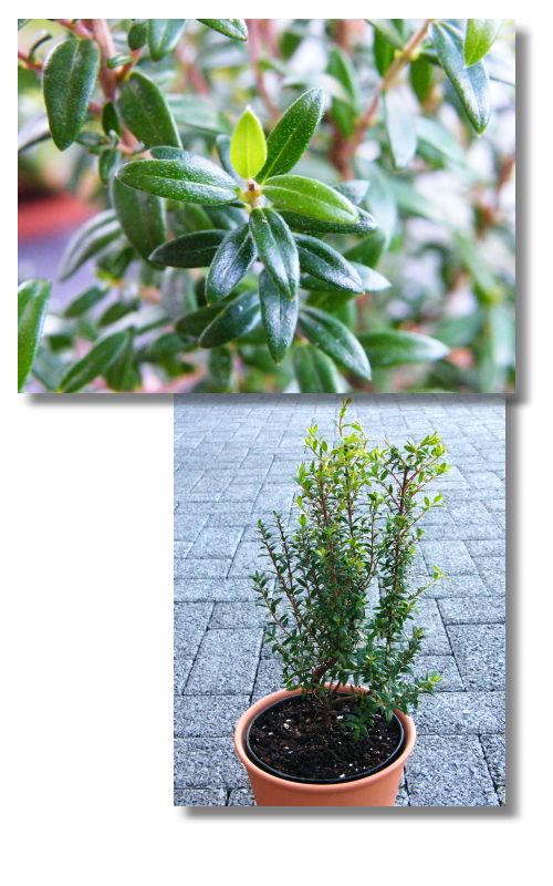 Myrteola nummularia