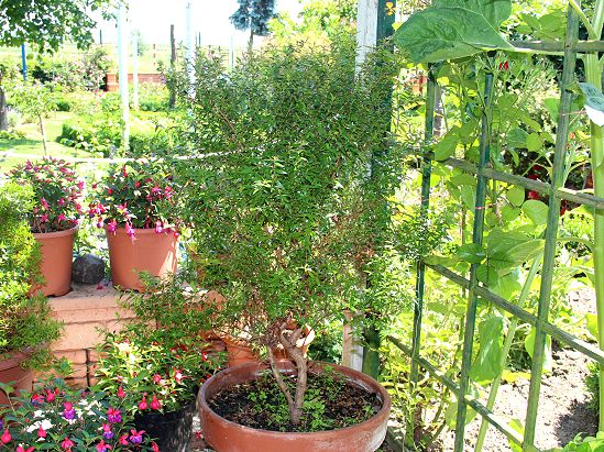 Brautmyrte (Myrtus communis)