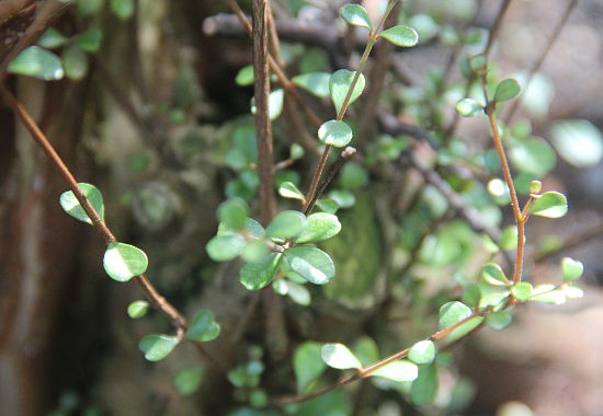 Lophomyrtus obcordata