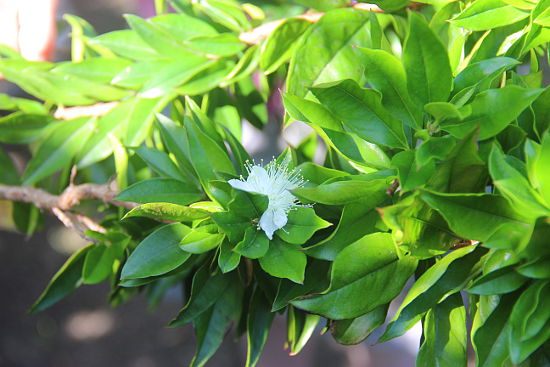 Myrtus communis var. boetica