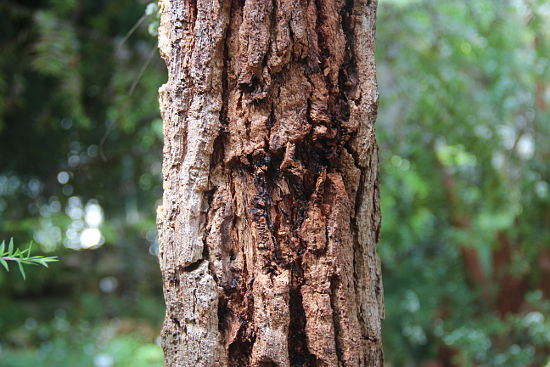 Eucalyptus sideroxylon