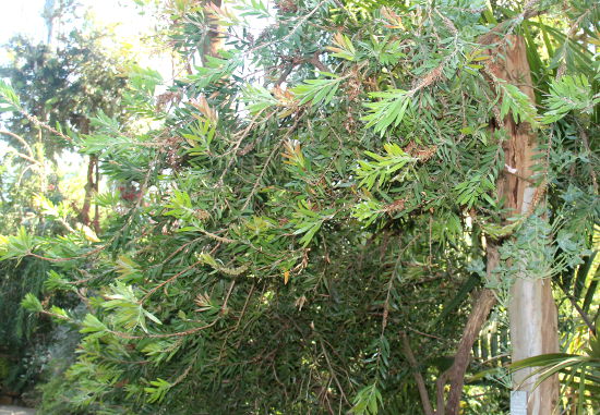 Callistemon linearis