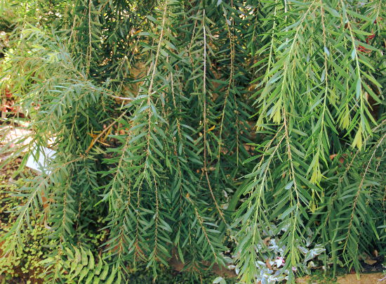 Callistemon viminalis