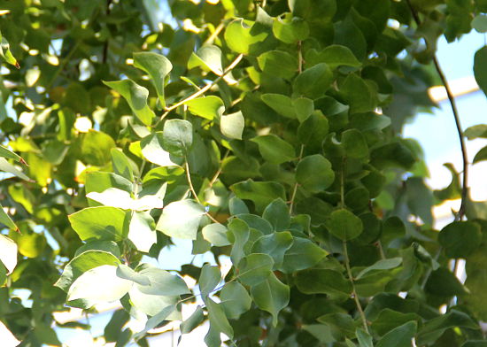 Eucalyptus bridgesiana