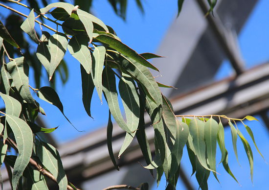 Eucalyptus cinera