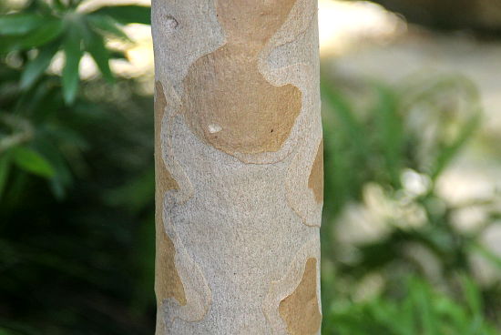 Eucalyptus ciriodora