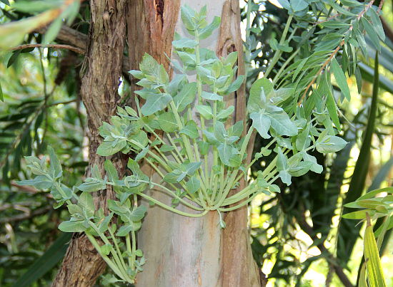 Eucalyptus globulus