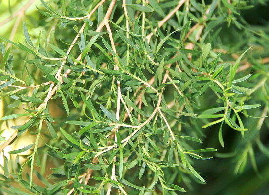 Leptospermum abnorme
