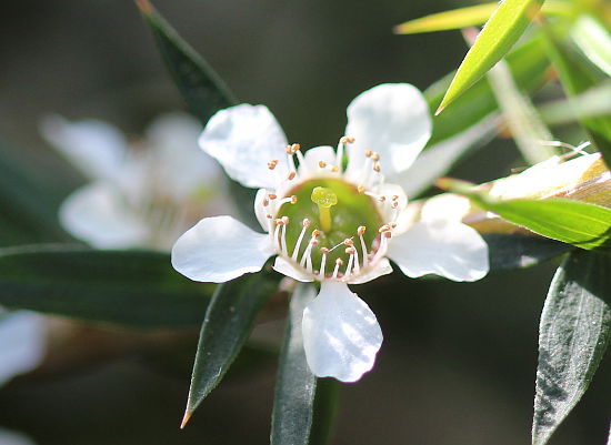 Leptospermum juniperinum