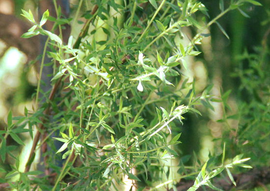 Leptospermum lanigerum