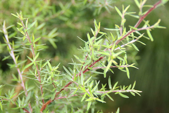 Leptospermum scoparium