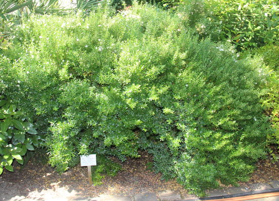 Myrtus communis