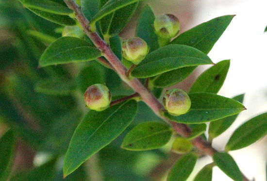 Myrtus communis
