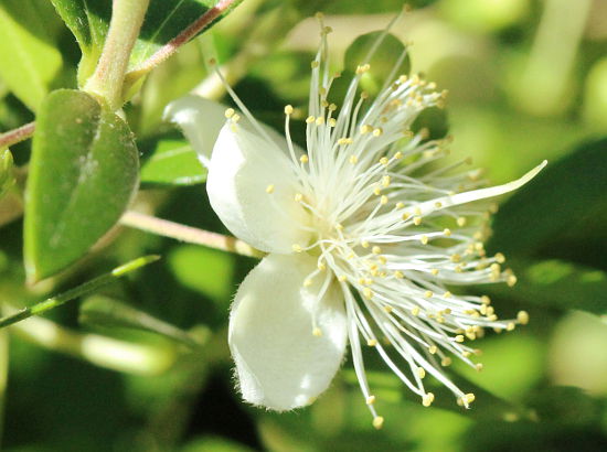 Myrtus communis