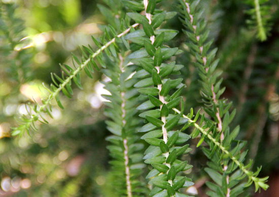 Melaleuca diosmifolia