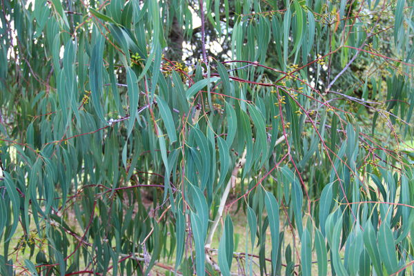 Eucalyptus chapmaniana
