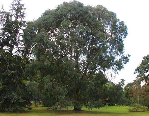 Eucalyptus chapmaniana