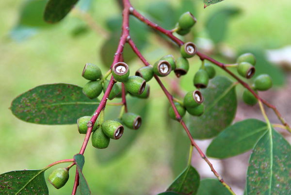 Eucalyptus gunnii
