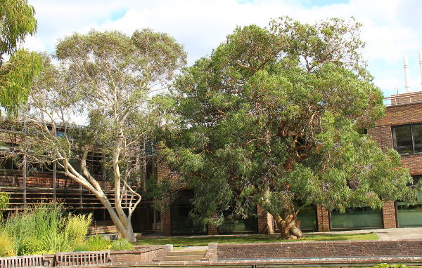 Eucalyptus pauciflora und perriniana