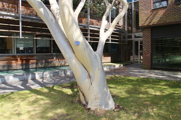 Eucalyptus pauciflora subsp. pauciflora