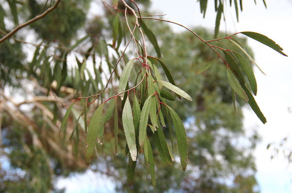 Eucalyptus rodwayi