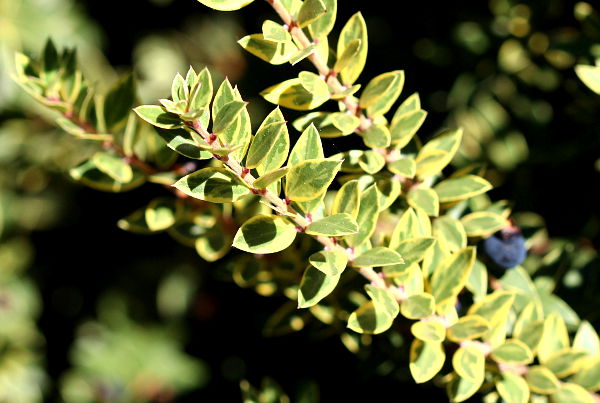 Myrtus communis 'Tarentina' variegata
