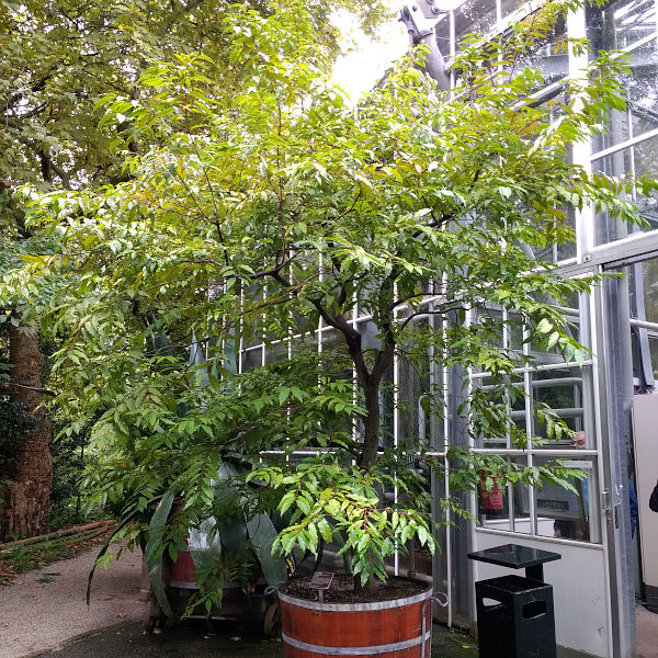 Syzygium lineatum1