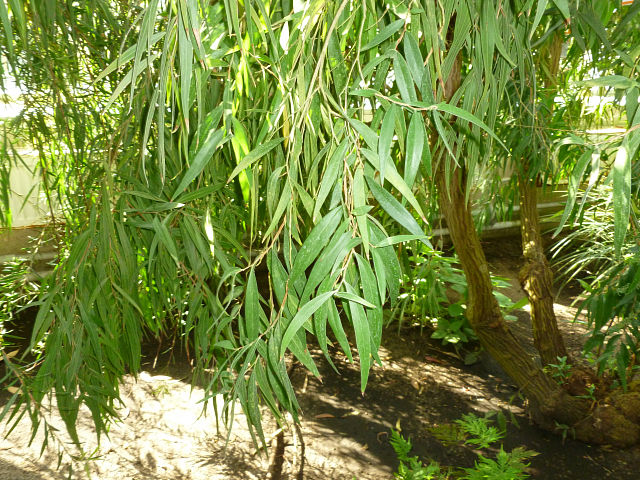 eucalyptus lehmannii