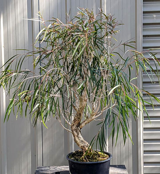 Melaleuca leucadendron