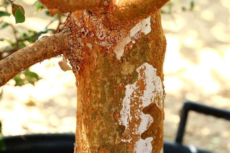 Luma apiculata1