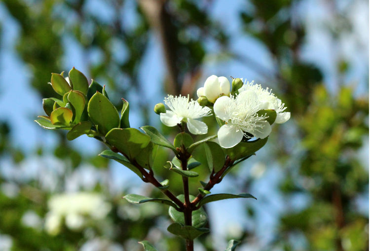 Luma apiculata2