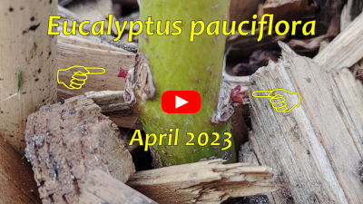 Eucalyptus pauciflora