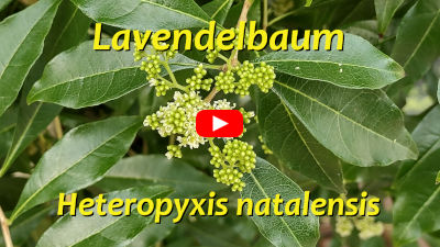 Heteropyxis natalensis