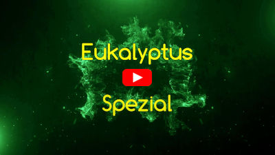 Eukalyptus-Langzeitprojekt