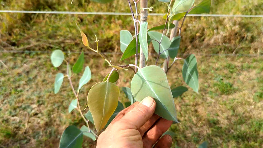 Eucalyptus albens