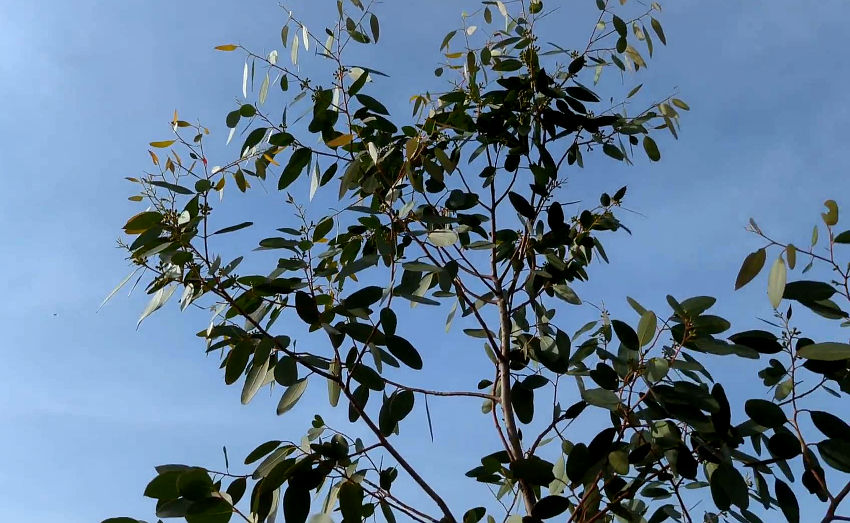 Eucalyptus gunnii (grün)