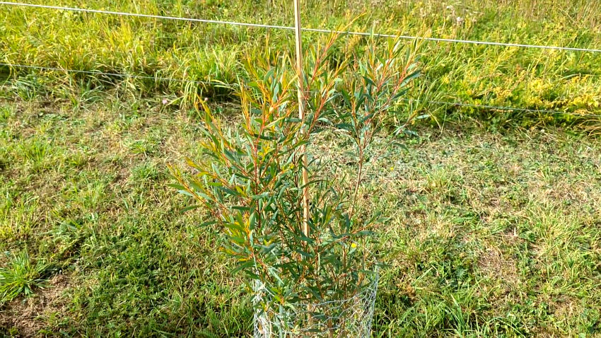 Eucalyptus moorei 'Nana'