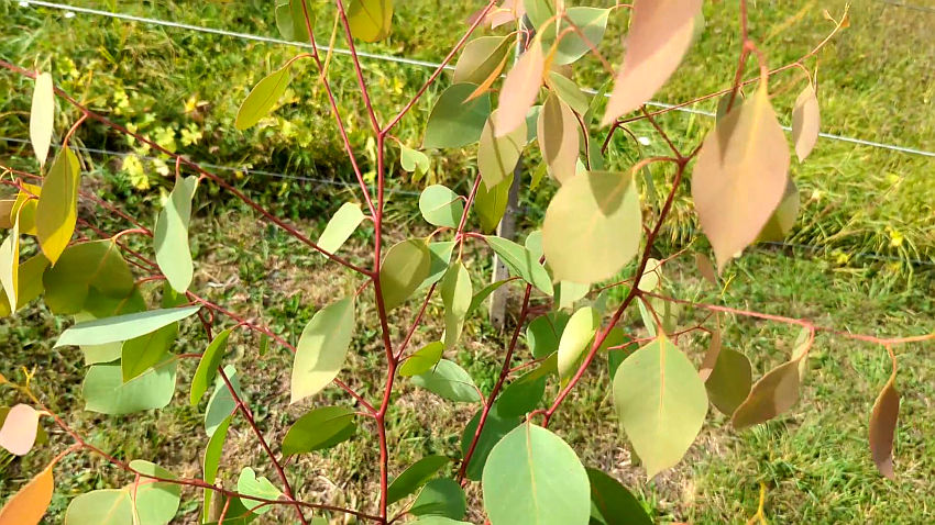 Eucalyptus ovata