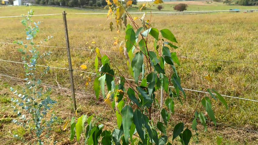 Eucalyptus tricarpa