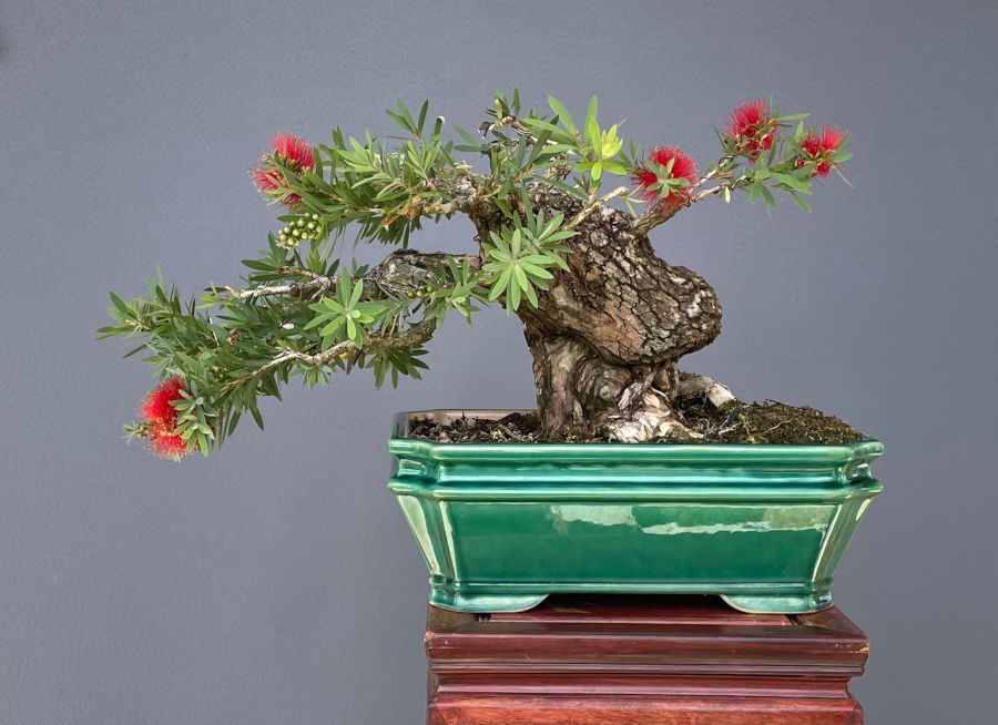 Callistemon "Little John"