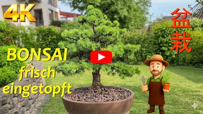 Bonsai eingetopft