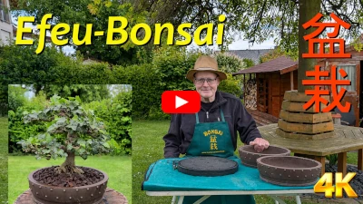 Efeu-Bonsai