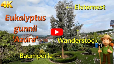 Eukalyptus