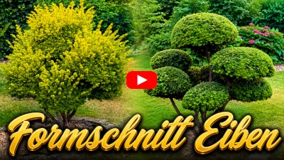 Formschnitt Eiben