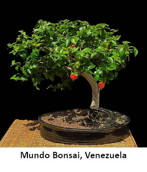366_mundo_bonsai.jpg