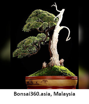 370_bonsai360_asia.jpg