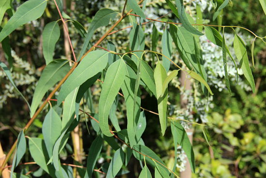 Eucalyptus affinis