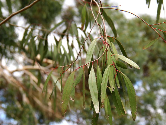 Eucalyptus rodwayi