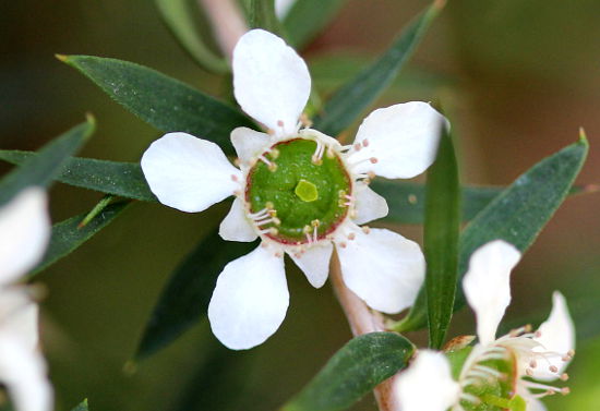 Leptospermum juniperinum